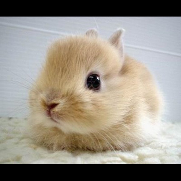 Meet your Posher, Donna - Picture 4 of 4